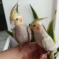 عروس هلندی|پرنده|قم, شهرک فاطمیه|دیوار