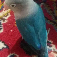 طوطی ماده مولد یکساله ونیم ارام و دستی