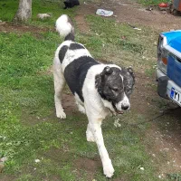 واگذاری سگ نر|سگ|جلفا, |دیوار