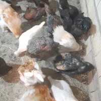 مرغ و خروس پا پر نژاد دار|پرنده|رودبار, |دیوار