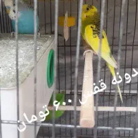 مرغ عشق|پرنده|سراب, |دیوار