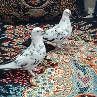 یک جفت کبوتر|پرنده|قشم, |دیوار