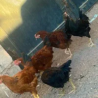 جوجه خروس۴۰۰