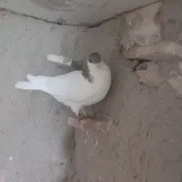 ۷عدد‌کبوتر‌پرشی‌