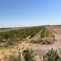 باغ انگور داربستی|فروش دفتر صنعتی، کشاورزی، تجاری|دشتابی, |دیوار