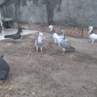 معاوضه با مرغ خروس محلی