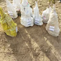 پیشفروش نهال سیب سبز|خدمات باغبانی و درختکاری|خرمدره, |دیوار