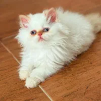 پرشین خرسی ماده