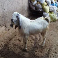 نر بز|حیوانات مزرعه|شیروان (لرستان), |دیوار