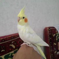 نر لوتینو تک