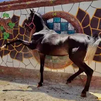 اسب نریان دره شوری نوه سالار فرخشهر