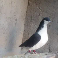 کبوتر رنگی|پرنده|قزوین, |دیوار