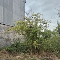 زمین ۱۳۶ متر-سندتک برگ-بلوارلاکان-شهرک احمدخمینی|فروش زمین و ملک کلنگی|رشت, شهرک احمد خمینی|دیوار