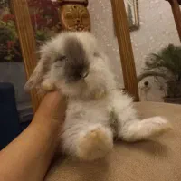 خرگوش مینی لوپ نسکافه ای|موش و خرگوش|کرج, کرج نو|دیوار