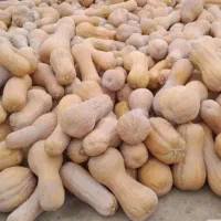 کدو تنبل شیرین