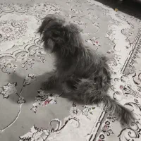 سگ خونگی|سگ|شهرضا, |دیوار