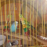 دو عدد مرغ عشق نر، آواز خان