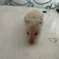 حیوانات|موش و خرگوش|قوچان, |دیوار