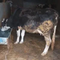 گاو تلیسه سمینتال شیری