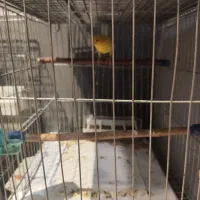 قناری نر و ماده