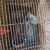 عروس هلندی|پرنده|علیآباد کتول, |دیوار