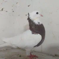 طوقی سرخ کاکولی