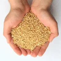 گندم دیم