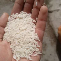 برنج ایرانی  نوج وحشی