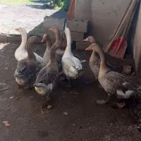 ۸عدد غاز محلی