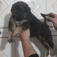 توله ژرمن شولاین ماده هست|سگ|تهران, جوادیه|دیوار