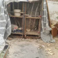 قفس جفتگاهی