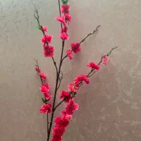 شکوفه گیلاس خارجی