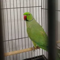 طوطی ملنگوی نر|پرنده|رشت, جماران|دیوار