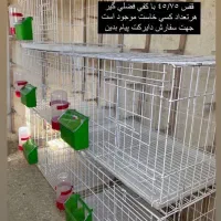 دم سفید هفترنگ خطی قفس جفتگاه چپ خوشرنگ|پرنده|قزوین, |دیوار