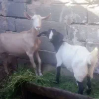 بز شیرا