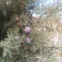 اجاره-زمین-کشاورزی