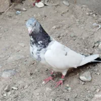 ماده گلدن فروشی|پرنده|ایرانشهر, |دیوار