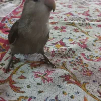 کوتوله ماده نیمه رام