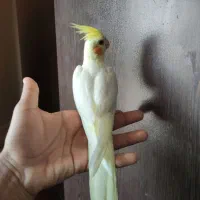 عروس هلندی جوجه