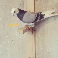 یه جای دور بر ۳۹تا|پرنده|پاکدشت, حصار امیر|دیوار