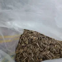 تخمه آفتابگردان