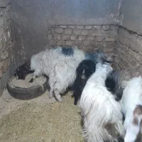 بزغاله|حیوانات مزرعه|سمنان, |دیوار