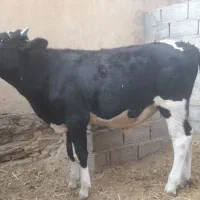 گاویا همان گستر ونوچ