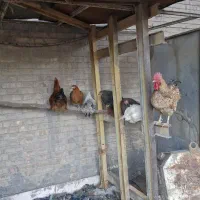خروس محلی و مرغ محلی تخم گذار