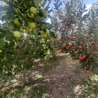 فروش۴۱۰متر باغ زمین انشعابات+سندتکبرگ دماوند جابان|فروش زمین و ملک کلنگی|دماوند, دماوند|دیوار