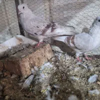 کبوتر دوکت پلنگ|پرنده|اصفهان, ارداجی|دیوار