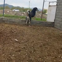 سگ پژدر