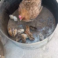 مرغ با ۱۵ عدد جوجه