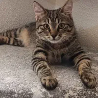 واگذاری گربه dsh