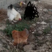 مرغ وخروس برهما